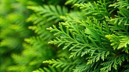 Fototapeta premium Closeup of fresh green branches from a green hedge of thuja trees, nature, tree branches, nature, tree branches