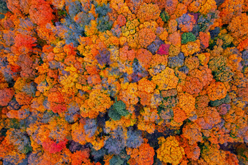 Top down view of bright autumn trees at Maybury state park in Novi, Michigan