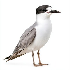 Obraz premium Black-headed seabird posing elegantly on a bright white surface with distinctive features and beautiful colors on display