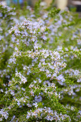 close up botanical background of blooming rosemary