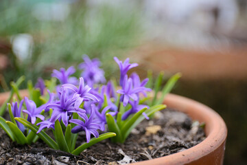 close up floral background of blooming wild hyasinth  