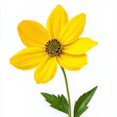 Obraz premium Bright Yellow Flower Closeup on White Background