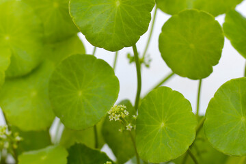 Fresh green leaves of Centella asiatica or gotu kola or asiatic pennywort