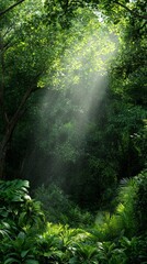 Fototapeta premium Sunlight Streaming Through Lush Green Forest Canopy in Tropical Scene