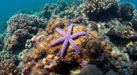 穏やか日光 海底輝く紫ヒトデ 珊瑚礁背景. AI Generated