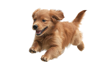 A playful golden retriever puppy running joyfully, showcasing its playful energy and adorable features.