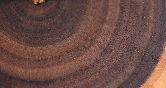 polished walnut wood, part of a polished and oiled walnut wood board used for serving