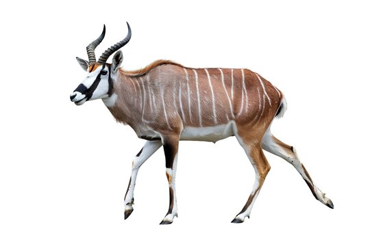 A male sitatunga antelope isolated on white background