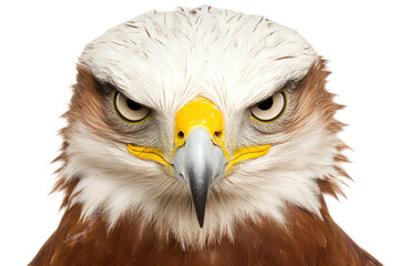 Detailed close-up of a majestic hawk with piercing eyes, showcasing its fierce expression and vibrant plumage.