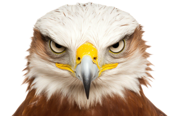 Detailed close-up of a majestic hawk with piercing eyes, showcasing its fierce expression and vibrant plumage.