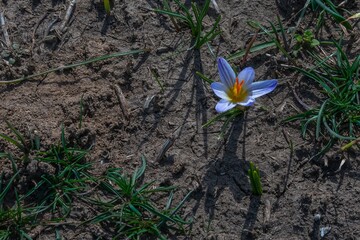 a bright blue crocus flower blooming just after the snow melted on a sunny day