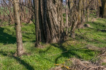 transparent forest with bright green grass on a sunny day in early spring