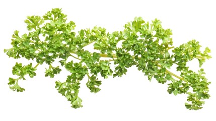Curly Parsley Isolated on White Background