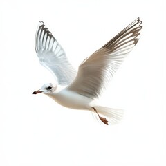 Fototapeta premium Graceful Flight: A Seagull in Mid-Air, Soaring with Elegance and Freedom in a Bright, Clean White Space