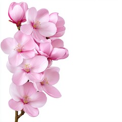 Pink Blossom Branch Close Up Against White Background