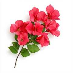 Fototapeta premium Pink Bougainvillea Branch with Green Leaves on White Background