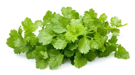 Fototapeta premium Fresh Cilantro Bunch Isolated on White Background
