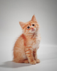 Gentle, cute kitten sitting on table.