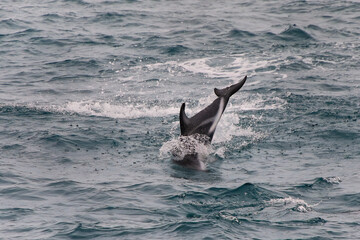 Fototapeta premium Dusky dolphin playing in the ocean near Kaikoura, New Zealand