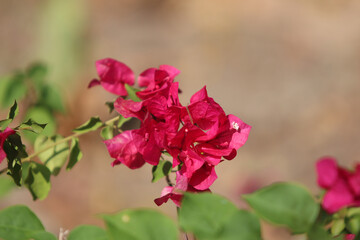 Crimson Bougainvillea Bloom: a close-up shot showcases vibrant crimson bougainvillea flowers with textured petals, accompanied by fresh green leaves and a soft, blurry background.