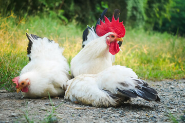 Resting Thai White Bantam Chickens, Rooster and Hen on Gravel in a Green Garden Setting