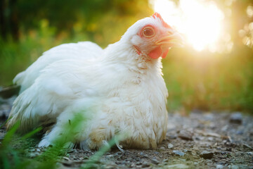 Bright White Thai Bantam Chicken Resting Outdoors Under Warm Sunlight