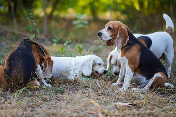 Group of Beagles Exploring Outdoors in a Natural Setting