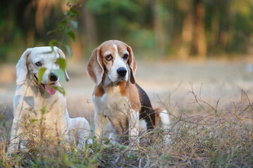 Curious Beagle Dogs Sitting Outdoors in a Natural Landscape