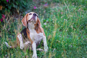 Beagle Dog Scratching Itself While Sitting in a Lush Garden