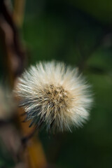 A dried Dandelion in the middle of the field, close-up