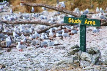 Study Area sign for red-billed gulls colony