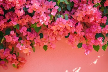 Fototapeta premium Vibrant pink bougainvillea flowers cascading down a wall. Perfect for summer, travel, or floral designs.
