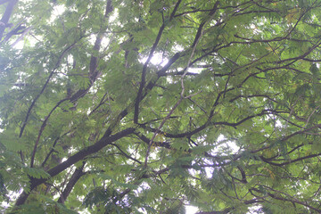 Lush Canopy: A vibrant canopy of lush green foliage stretches toward the sunlight. Capturing the serenity and the beauty of nature.