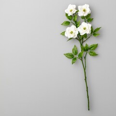 Fototapeta premium White Roses on Grey Background Minimalist Floral Photography