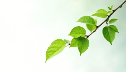 Obraz premium Single branch with some leaves hanging down against white background, leaf, green