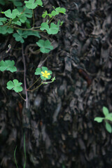 Nature's Embrace: A delicate green plant with small, vibrant leaves and a tiny yellow flower, gently clinging to the textured, rough bark of a mature tree.