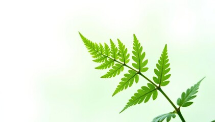 Fototapeta premium Single fern isolated on white background with intricate details, nature photography, plant