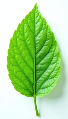Fototapeta premium Delicate leaf with intricate veins on white background, green, flowers, organic