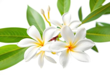 Fototapeta premium Low-angle close-up of pristine white plumeria and frangipani blossoms against a stark white backdrop, fragrance, flower petals