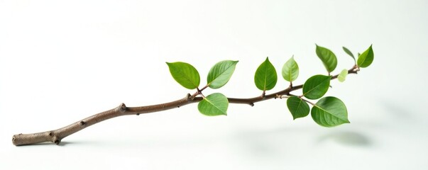 Obraz premium Twisted and curved isolated branch on white surface, nature, curve