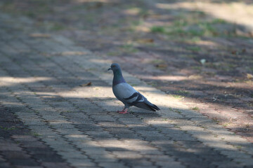 Urban Pigeon: A solitary pigeon, with its iridescent feathers catching the sunlight, navigates a...