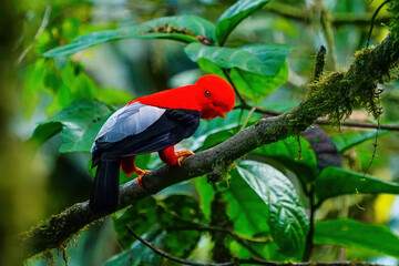 Male Andean cock-of-the-rock sitting in a tree