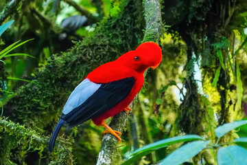 Male Andean cock-of-the-rock sitting in a tree