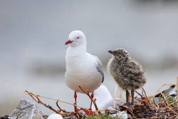 Red-billed gull with small chick