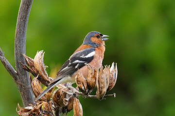 Chaffinch (Fringilla coelebs) sitting on a tree