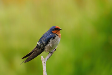 Welcome Swallow (Hirundo tahitica)