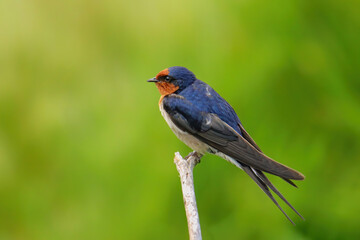 Welcome Swallow (Hirundo tahitica)