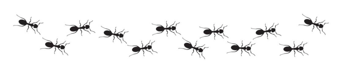 ant's emmet pismire 