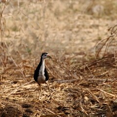white -breasted waterhen in Indian region
