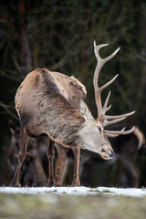 Majestic red deer stag in forest. Animal in nature habitat. Big mammal